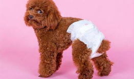 狗狗交配的视频,揭秘繁殖过程的真实画面